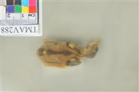 藏品(白頭翁)的圖片